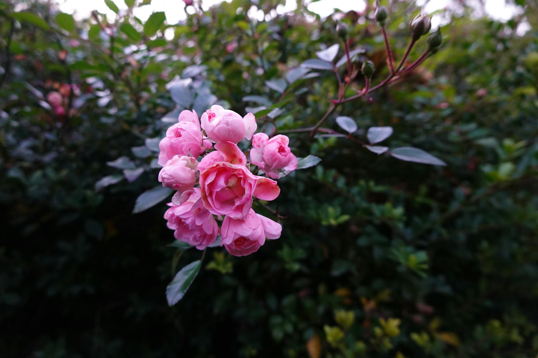 Piłkarze Jagiellonii Białystok i Górnika Zabrze rywalizujący podczas meczu na stadionie miejskim w Białymstoku