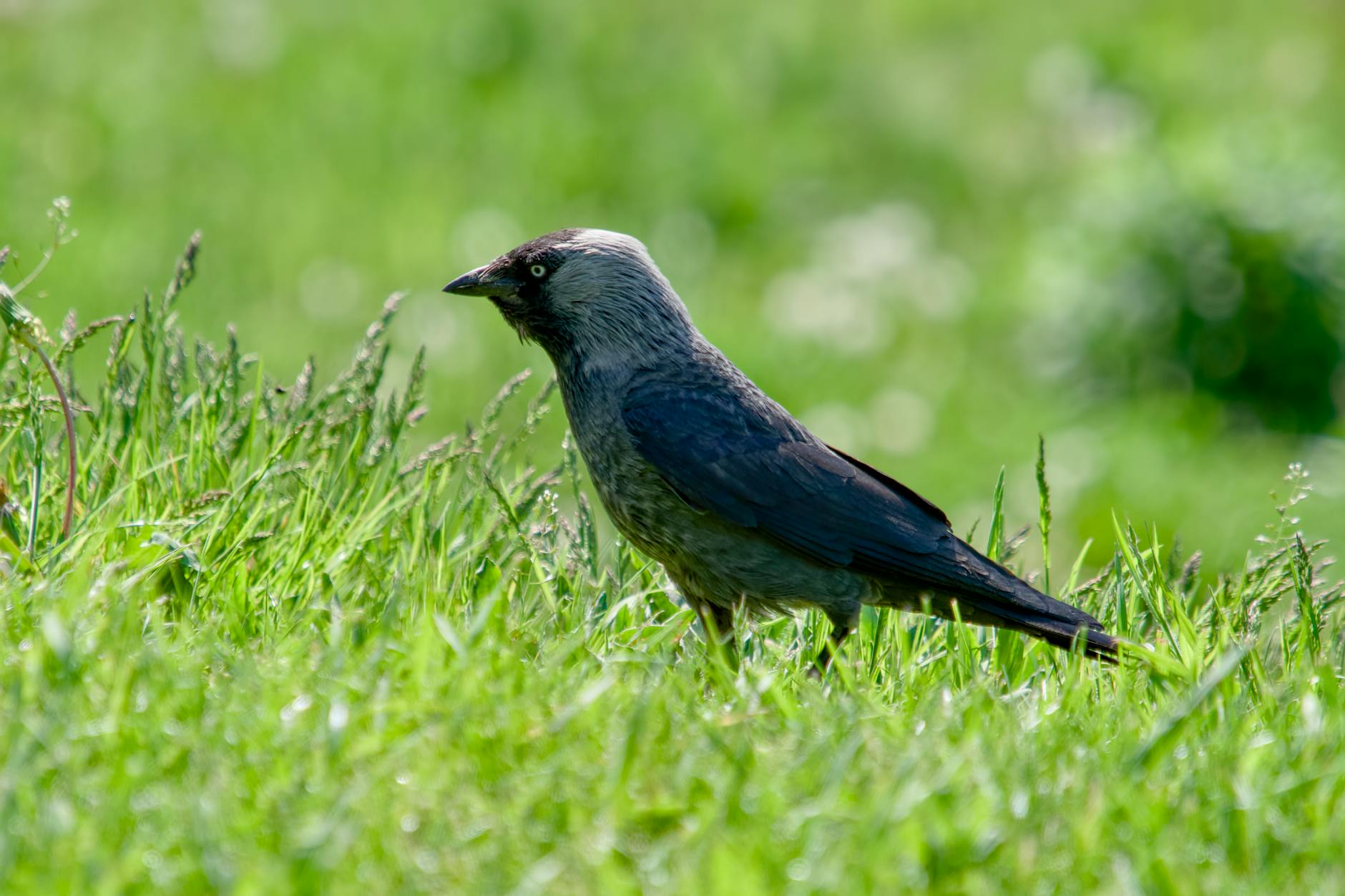Grafika symbolizująca Białystok z elementami żywności i kleszcza, nawiązująca do tematu zagrożeń i pomocy.