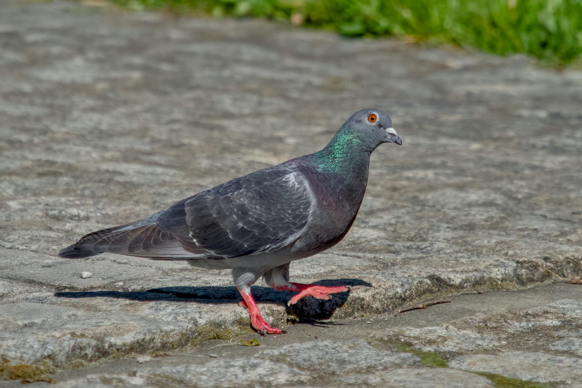 Piłkarze Jagiellonii Białystok podczas meczu, skupienie na potencjale młodzieży